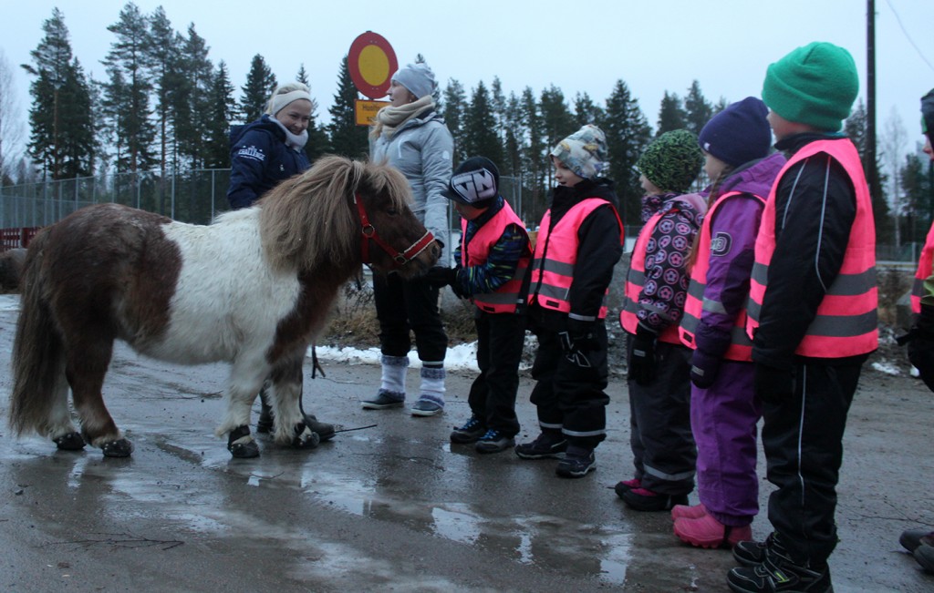 Kummihevonen kasvattajana