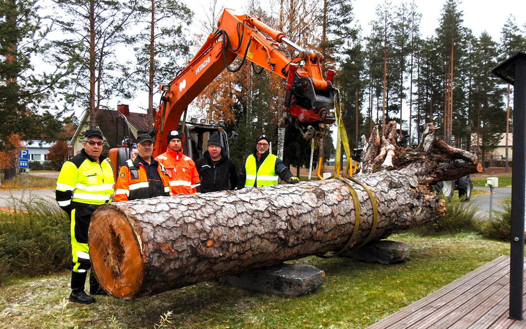 Väärämäen suurmännyn tyviosa Toivakan keskustaan