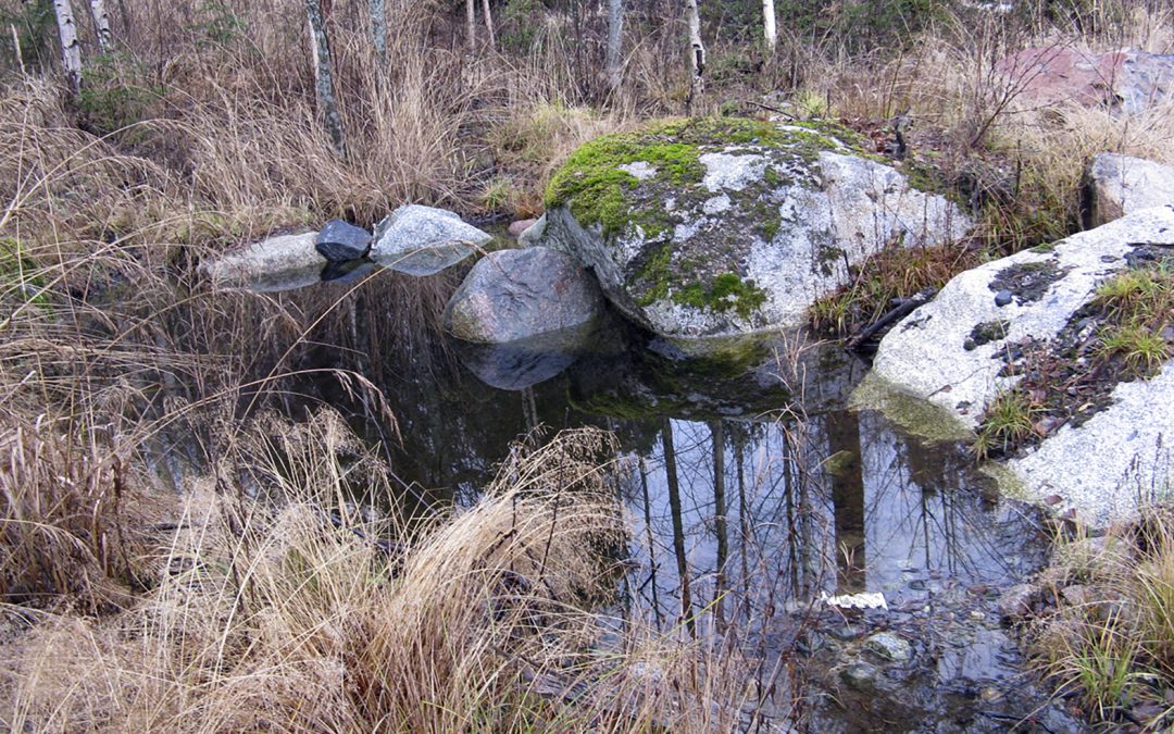 Taimikon ja nuoren metsän hoitoon metka-tukea