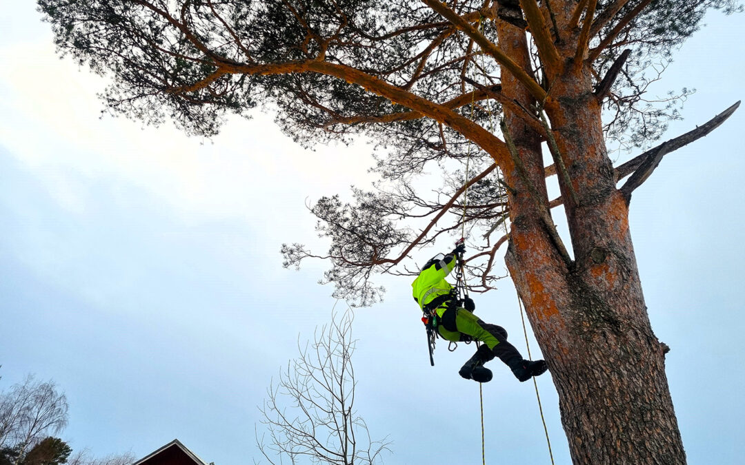Arboristi on puiden kirurgi
