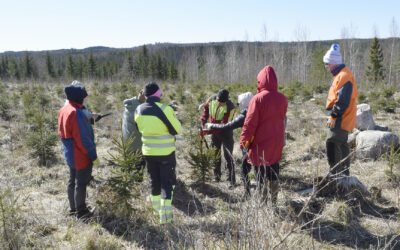 Korpilahdella perehdyttiin joulukuusten kasvattamiseen kesän kynnyksellä