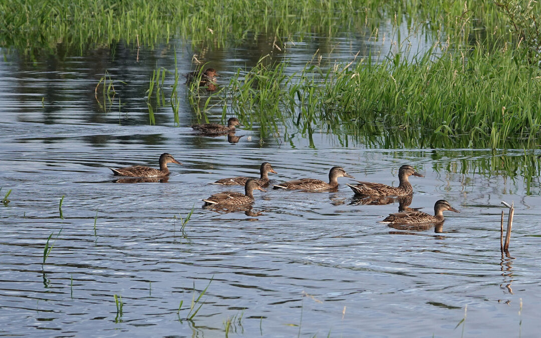 Vesilintuja Petäjäveden laskennoissa viime vuotta enemmän 