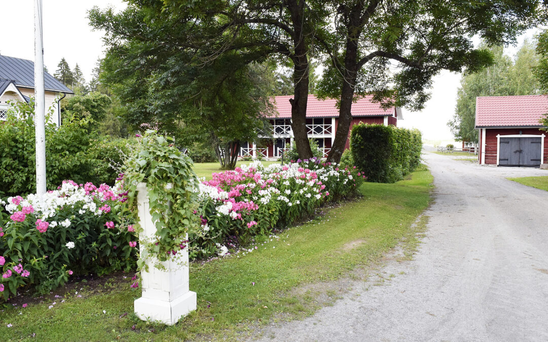 Heikkilän puutarhassa vanhaa ja uutta, valkoista, pinkkiä ja punaista