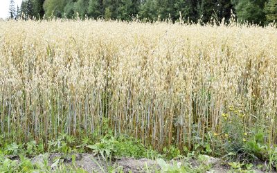 Alkukesän viileys kasvatti hyvän nurmisadon
