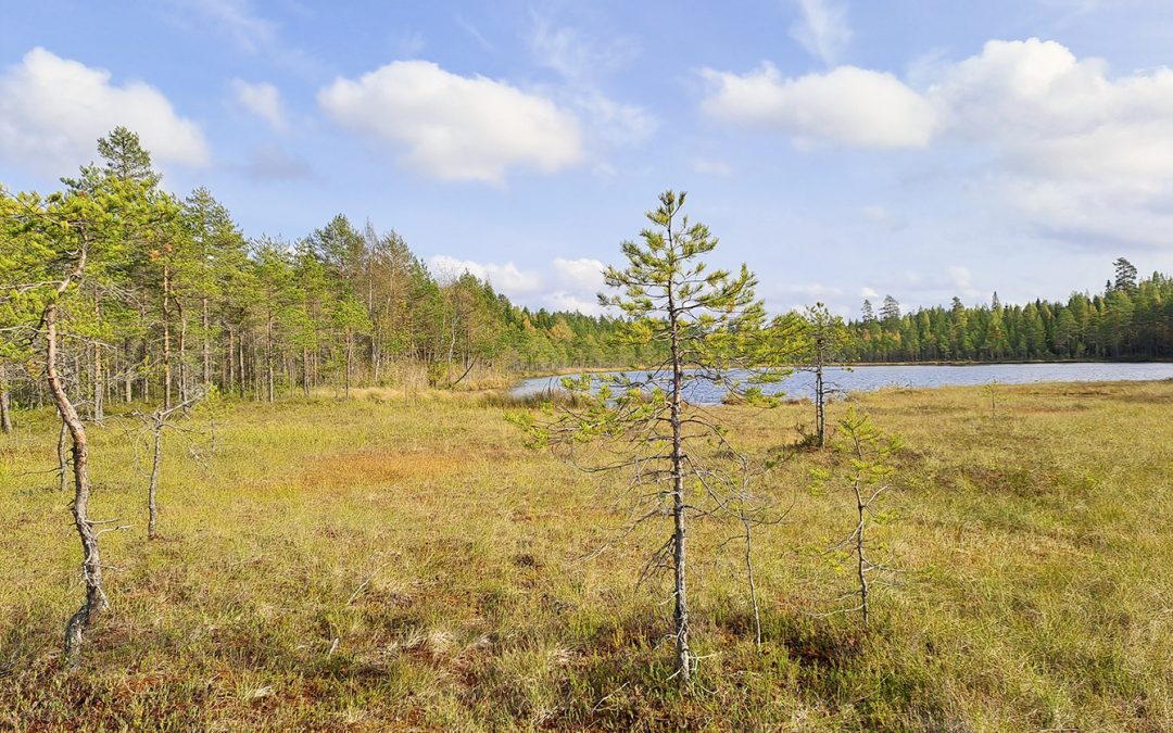 Seurakunta suojelee Hanslampien alueen Korpilahden Vespuolella
