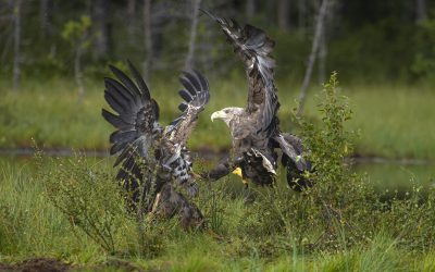 Luonnon ihmeellisyyttä maailman äärissä ja metsäpuron solinassa