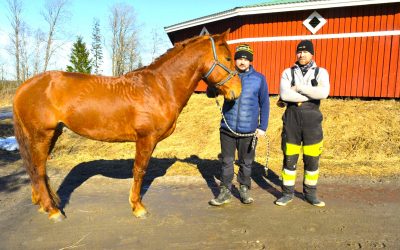 Petäjäveden orilahjakkuus Ypäjä Salama kasvaa vaativampiin tehtäviin  – kolmen miehen kimppa odottaa ravurilta paljon