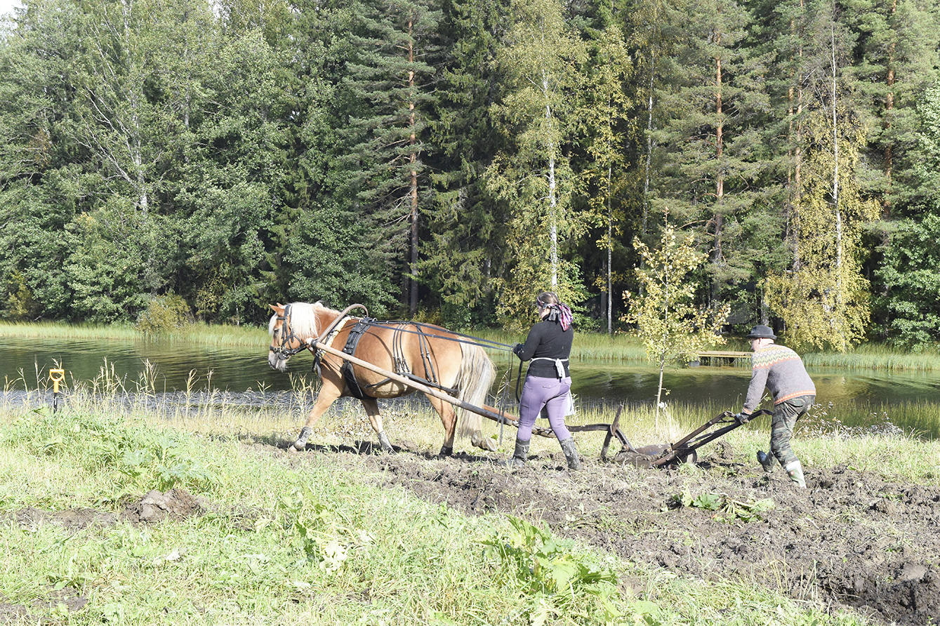 metsätorpanmaa1