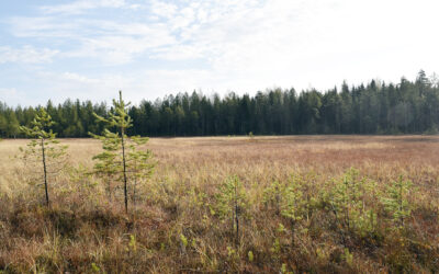 Luontoarvot huomioon entistä enemmän metsänhoidossa ja puukaupassa